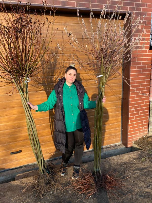 photo_2023-03-19_23-56-32.jpg Верба "Меланостахіс" на штамбі - ( висота штамбу 180 - 190 см )