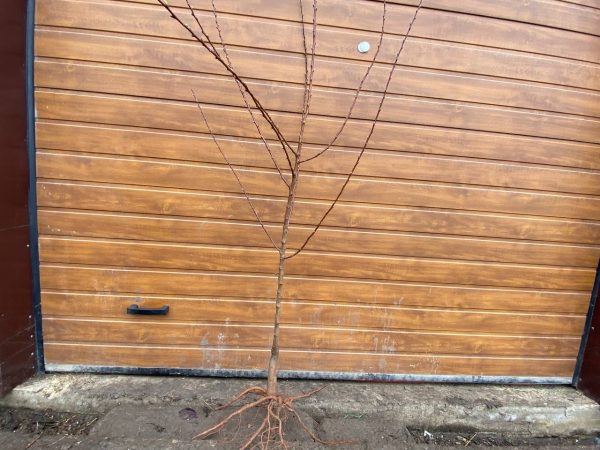 photo_2023-04-15_12-11-29.jpg Абрикос "Харостар"( достигає у липні )