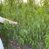 ПРЕМІУМ персик Роял Прайд - середньо-пізній сорт
