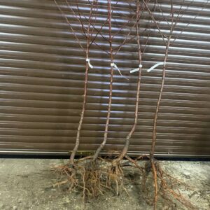 Набір: 4 плодові абрикоси за 400 грн.