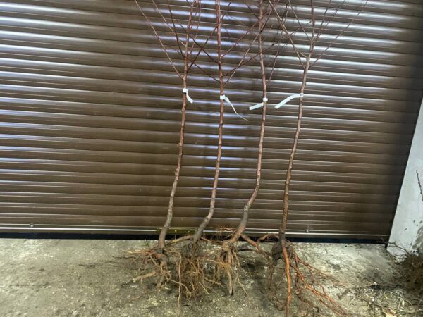 Набір: 4 плодові абрикоси за 400 грн.