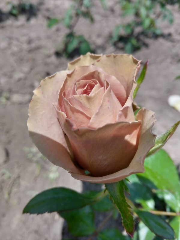 photo_2024-05-26_14-31-34.jpg Амнезія -чайно гібридна