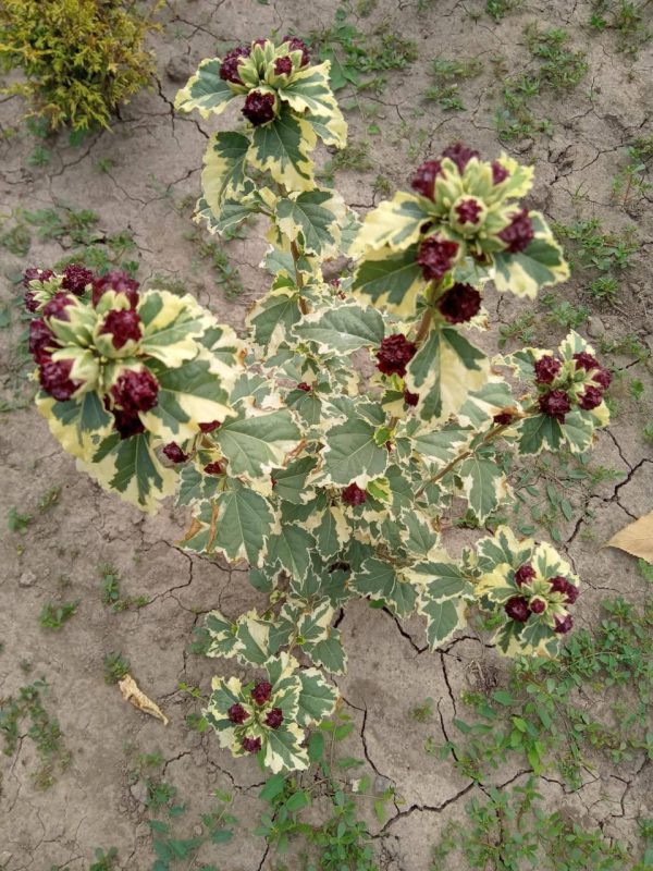photo_2024-07-31_18-32-47.jpg Гібіскус "Purpureus Variegatus".