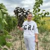 photo_2025-09-18_11-03-08 Сакура Роял Бургунді на штамбі, висота 200-180 см