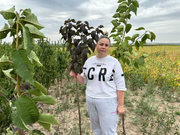 photo_2025-09-18_11-03-08 Сакура Роял Бургунді на штамбі, висота 200-180 см
