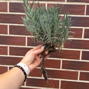 photo_2026-09-08_16-48-43 Лаванда (10 кущів) висота 20-25 см