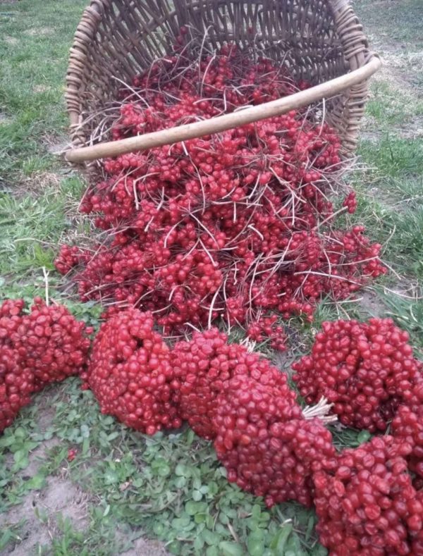 photo_5197211492938793087_y.jpg Калина кущова двохрічна