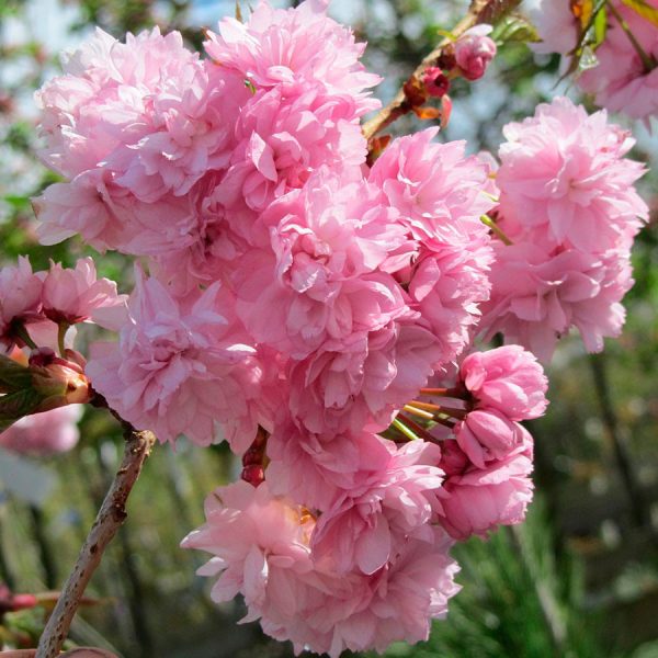 pkiku-shidare1_1-900x900-1.jpg Сакура на штамбі БУРГУНДІ- червоне листя