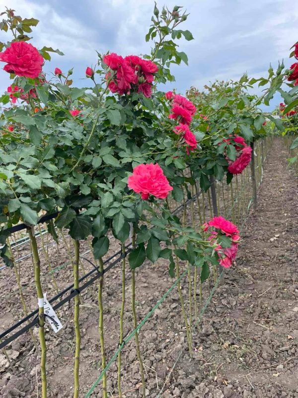 Троянда на штамбі рожева