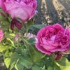 помпонелла Троянда Помпонелла (Pomponella)