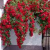rosa_flamentanz-500x500-1-1.jpg Троянда "Фламентанц" плетиста