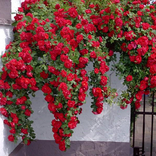 rosa_flamentanz-500x500-1-1.jpg Троянда "Фламентанц" плетиста