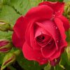 rosa_flammentanz-500x500-1-1.jpg Троянда "Фламентанц" плетиста