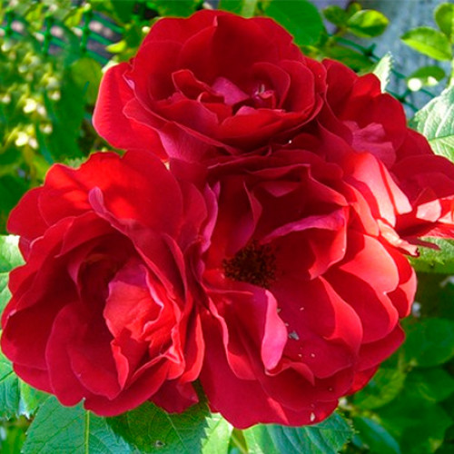 rosa_flammentanz1-500x500-1-1.jpg Троянда "Фламентанц" плетиста