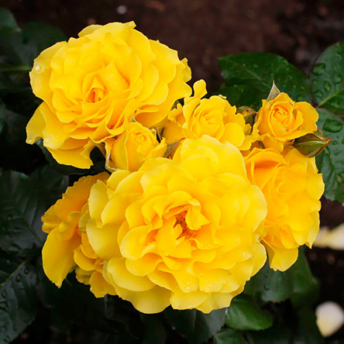 rosa_golden_shouers_1-500x500-1-1.jpg Плетиста троянда Голден Шоуерс