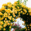 rosa_golden_shouers_3-500x500-1-1.jpg Плетиста троянда Голден Шоуерс