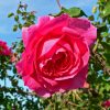 rosa_parade_1-1.jpg Троянда "Парад" плетиста