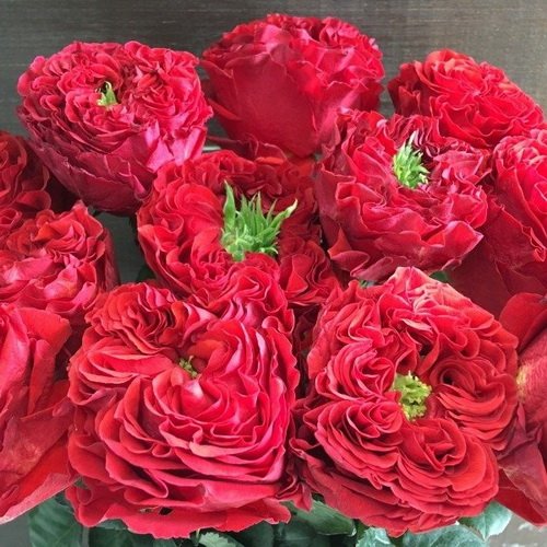 rosa_red_eye_4-1.jpg Троянда Ред Ай (Red Eye)