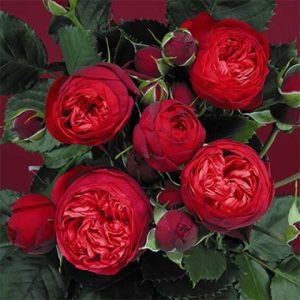rose-piano-1-1.jpg Троянда Піано