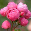 roza-floribunda-pomponela_1-1.jpg Троянда Помпонелла (Pomponella)