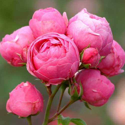 roza-floribunda-pomponela_1-1.jpg Троянда Помпонелла (Pomponella)