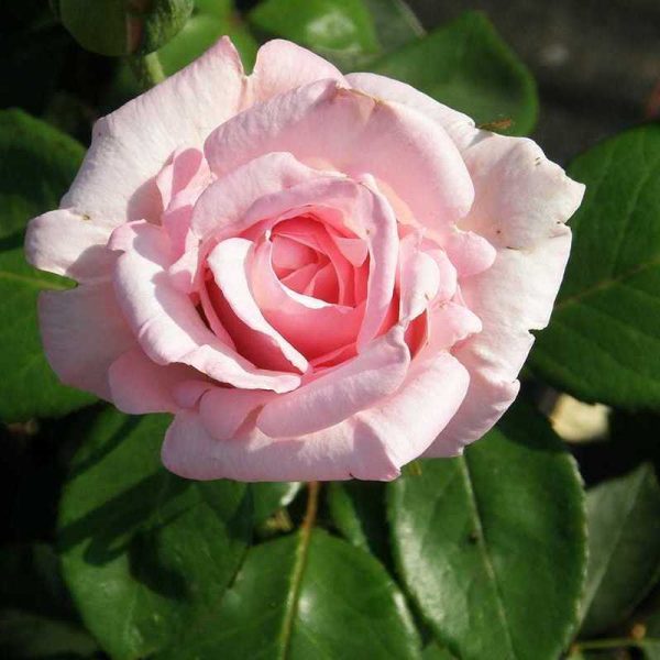 roza-vivaldi-1.jpg Троянда Вівальді (Vivaldi)