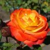 roza_chayno-gibridnaya_solnyshko_sun-91327809666593-1.jpg Троянда Сонечко (Sun)