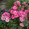 rozasprejpinkflesh1-1.jpg Троянда спрейка Пінк Флеш