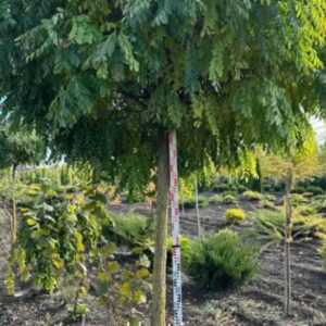 Акація на штамбі, рожева, шаровидна