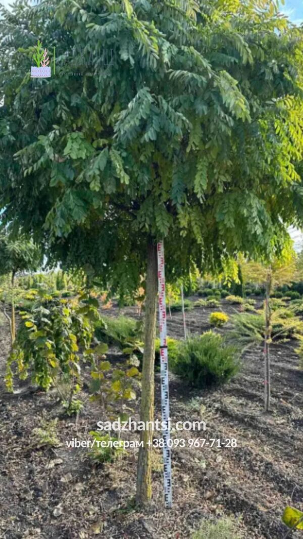 Акація на штамбі, рожева, шаровидна