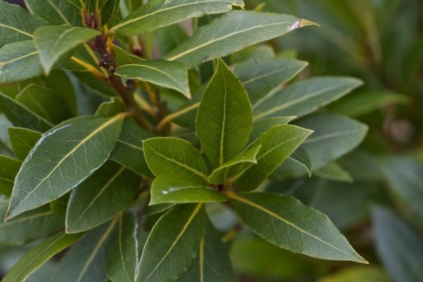 scale_1200.jpg Лаврушка