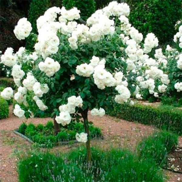 shtambovaya-svani-800x800-1-1.jpg Троянда на штамбі Біла Сенсація