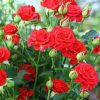 sort-rozy-kapelka_64-1.jpg Троянда спрей Капелька