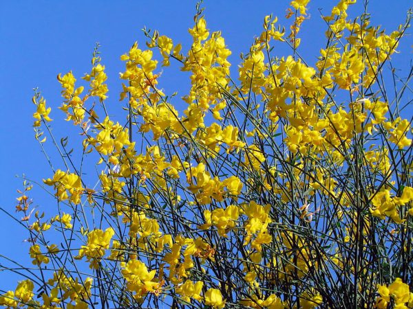 spartium_junceum_1280.jpg Метельник