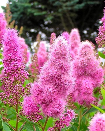 spireya-ivolistnaya-02.jpg Спірея Іволисна ( Spiraea salicifolia )