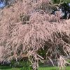 tamarix-gallica-2.jpg Тамарикс