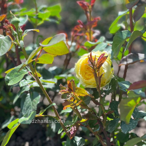 troyanda-beatris.png Троянда Беатріс (Beatrice)