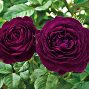 Штамбова троянда Grandiflorа