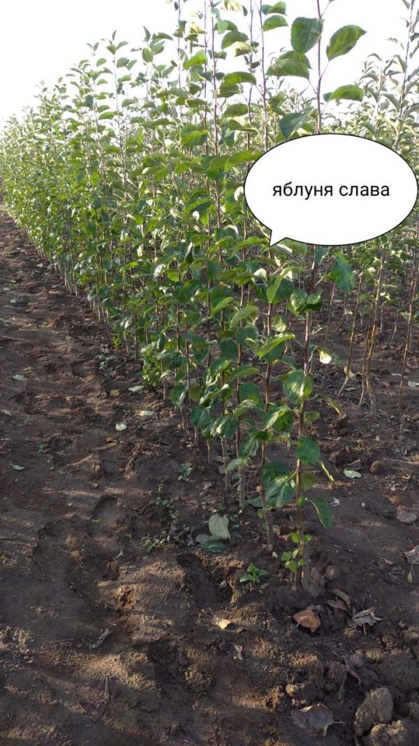 Яблуня "Слава Переможцям" (осінній сорт, ранній термін дозрівання) Саджанці дворічні