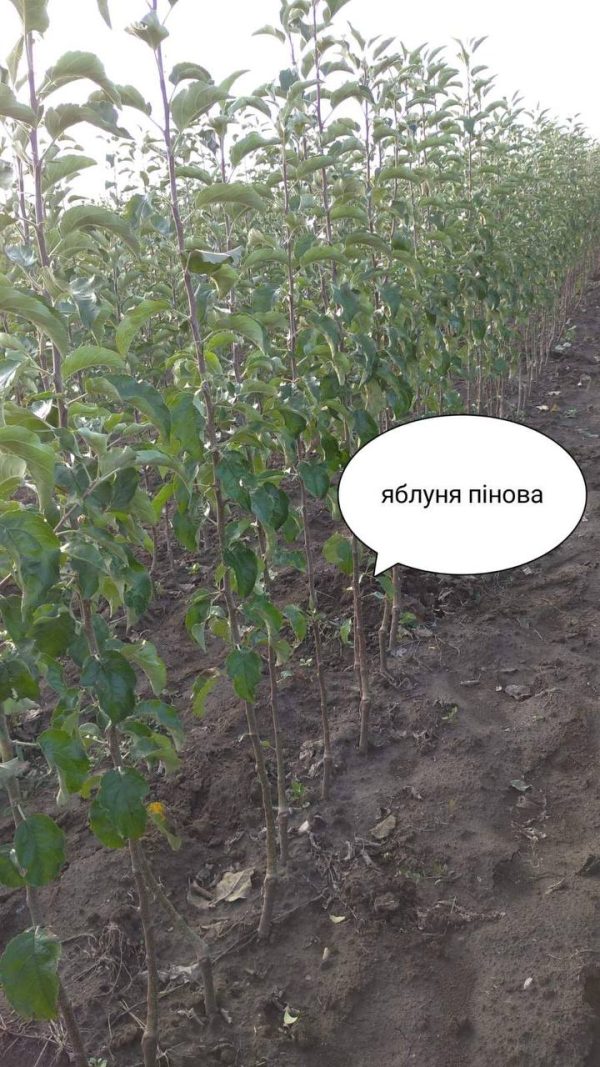 unnamed-file-16.jpg Яблуня "Пінова"