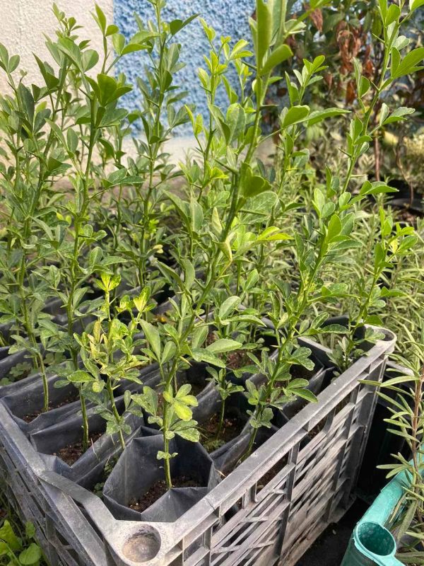 Лимонник Понцирус, їстівний