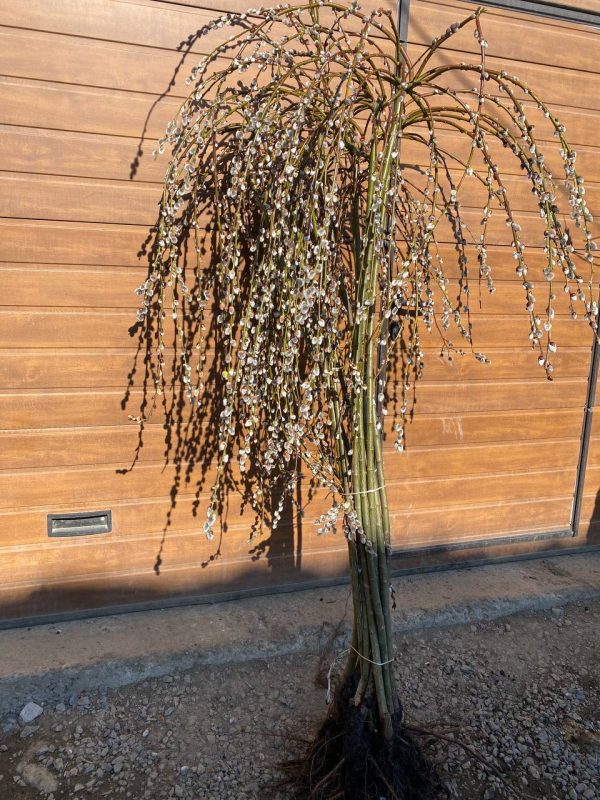 verba.jpg Плакуча верба на штамбі