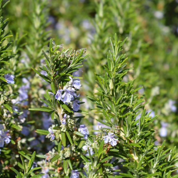 xr:d:DAFg9YlOWgs:52,j:6648841144131637715,t:23090719 Розмарин