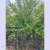 xr:d:DAFg9YlOWgs:64,j:3971451229447735872,t:23090809 Верба японська Хакуро-Нішикі на штамбі ВИСОТА 190-200