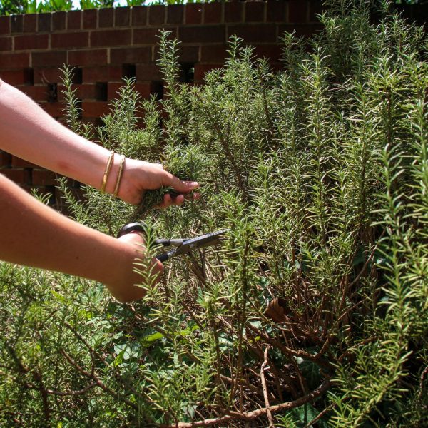 xr:d:DAFg9YlOWgs:52,j:6780571436764687745,t:23090719 Розмарин