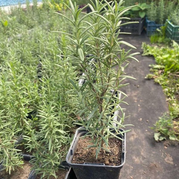 xr:d:DAFg9YlOWgs:53,j:6780571432888267078,t:23090719 Розмарин