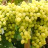 vinograd-kishmish-beloe-plamya_1-1000x1000-1.jpg Виноград Кишмиш "Біле Полум'я"