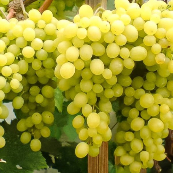 vinograd-kishmish-beloe-plamya_1-1000x1000-1.jpg Виноград Кишмиш "Біле Полум'я"
