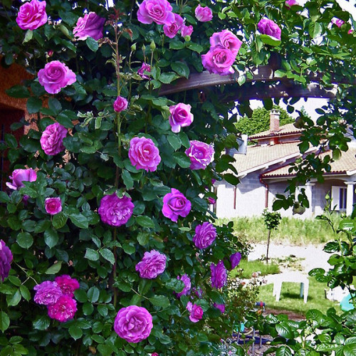violetteparfume-2-500x500-1-1.jpg Троянда "Віолет Парфум" плетиста