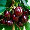 vishnya-duk-chernyy-princ_1.jpg Вишня (дюк) Чорний Принц